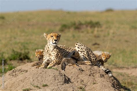 Foto De Cheetah Acinonyx Jubatus With Her Cubs Resting On A Termite