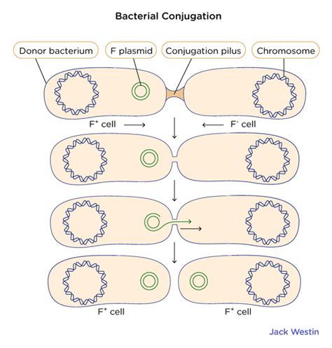 Conjugation Genetics Of Prokaryotic Cells Mcat Content