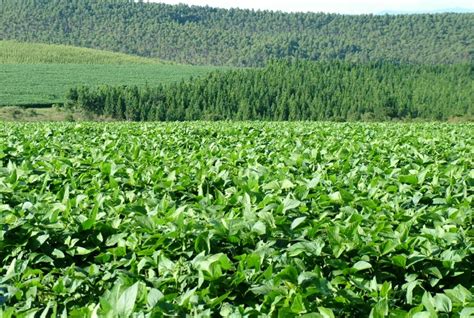 Defesa Sanit Ria Vegetal Contribui Para Sanidade Das Lavouras Mineiras