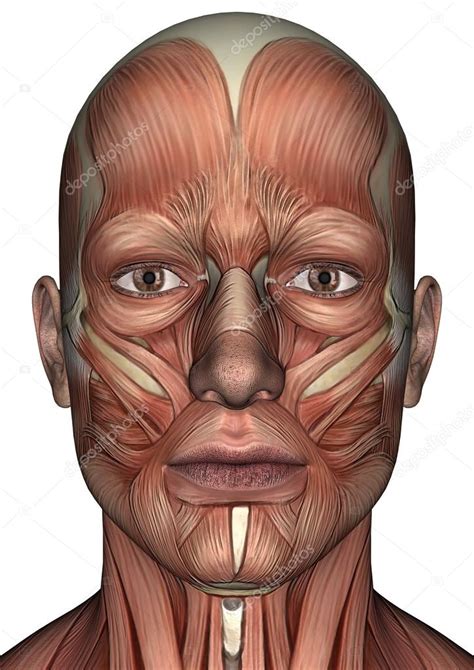 Male Anatomy Face — Stock Photo © Photosvac 41323531