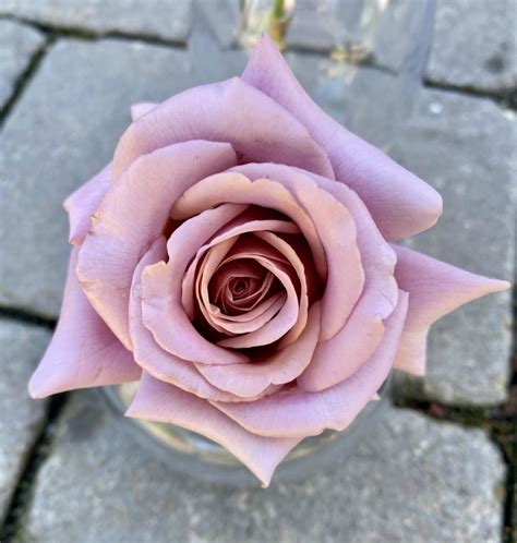 Koko Loco And Princess Charlene R Roses