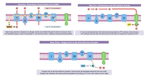 Electron Transport Chain and ATP Synthesis Diagram | Quizlet