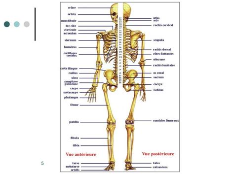 Anatomie Osteologie Pptx Pdf