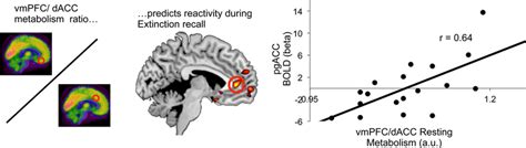 Ventromedial Prefrontal Cortexdorsal Anterior Cingulate Cortex Resting