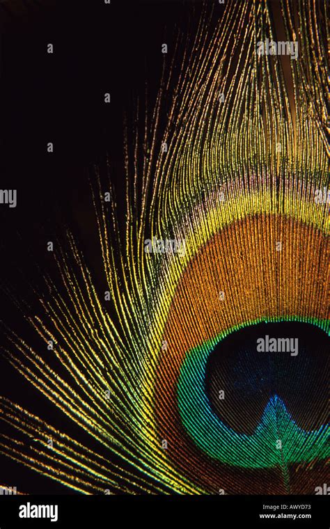 close up of the eye of a peacock feather Stock Photo - Alamy