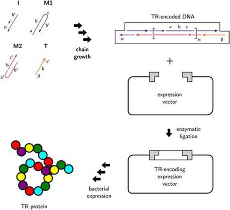 Using Supramolecular Polymerization Of Dna To Produce Tandem Repeat