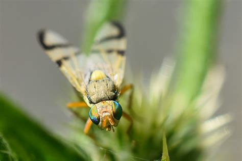 1247 Multicolored Eyes Real Mantis Flickr