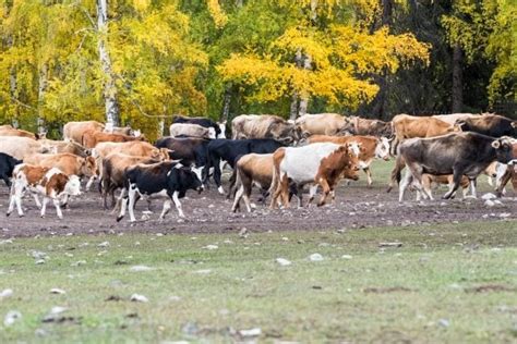 Carne bovina China deve produzir 7 7 milhões de toneladas em 2024