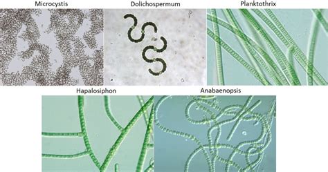 006 Freshwater Algal Toxins Microcystins