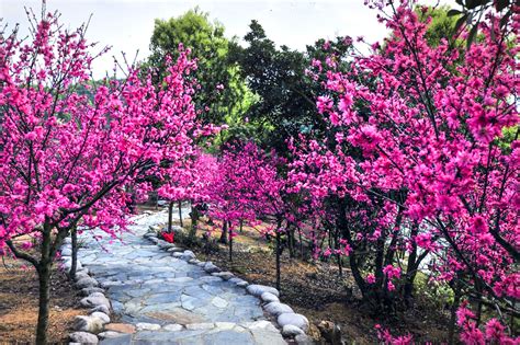 鱼米之乡，山水武宁，春暖花开时去阳光照耀29°度假区看花朝节行客旅游网