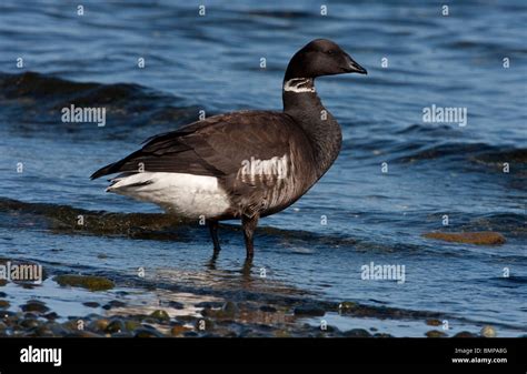 Black brant goose hi-res stock photography and images - Alamy