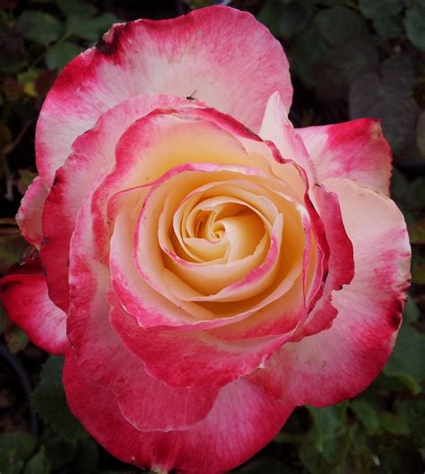 What Are The Different Types Of Roses Back Gardener