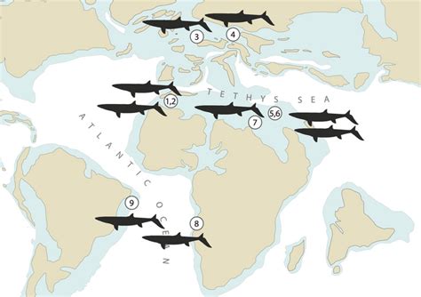 Map Of Distribution Of Thalass [image] Eurekalert Science News Releases