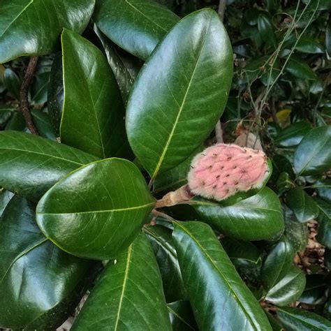 magnolia tree fruit 9