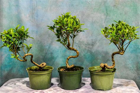 Ficus Microcarpa Tiger Bark Curved Trunk Nursery Grown 6 Pot