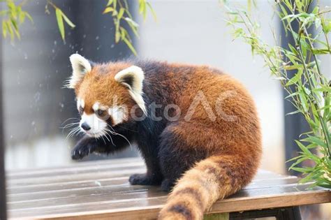 動物園のレッサーパンダ No 25876124｜写真素材なら「写真ac」無料（フリー）ダウンロードok