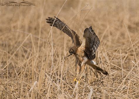 Nesting Northern Harrier - Mia McPherson's On The Wing Photography