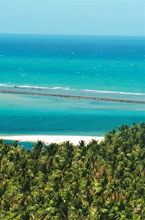 Praia Do Gunga Alagoas Natural Landmarks Brazil Culture Beach