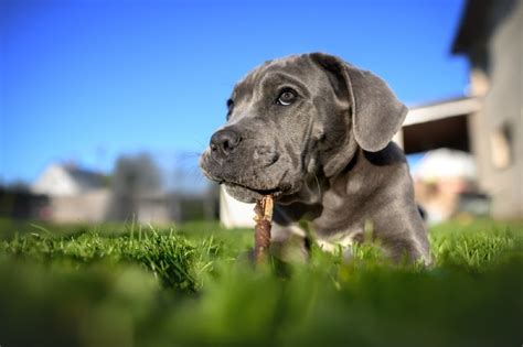 Blue Cane Corso: Facts, Origin & History (with Pictures) | Hepper Pet ...