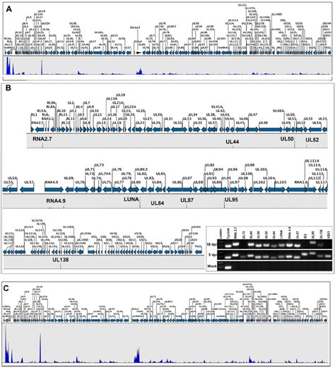 RNA-Seq analysis of HCMV infected CD14 + cells. ( A ) HCMV ... 
