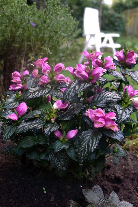 Buy Tiny Tortuga Pink Turtlehead Chelone Free Shipping Wilson