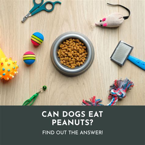 Can Dogs Eat Peanuts The Essential 2023 Guide Breaking Down