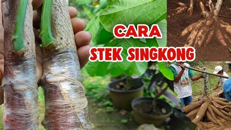 Singkong Kingkong Sambung Singkong Karet Hasil Bisa 50kg Per Pohon