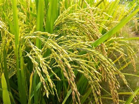 Brown Buland 5050 Paddy Seeds Hybrid Paddy Signet 9 Packaging Size