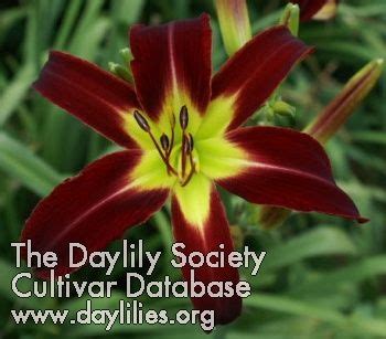 A Red And Yellow Flower With Green Leaves In The Background