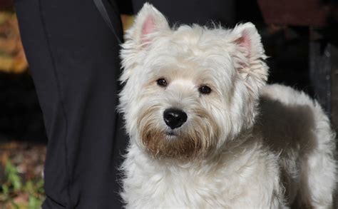 Curp Para Mascotas Qu Es Y C Mo Tramitarlo Telediario M Xico