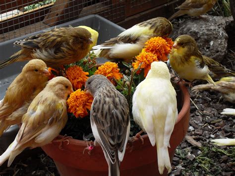 Canaries feeding on marigolds Small Birds, Pet Birds, Aster Blume ...