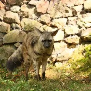 Aardwolf - Facts, Diet, Habitat & Pictures on Animalia.bio