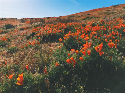 Antelope Valley California Poppy Reserve Oc X R Earthporn