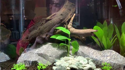 Imagitarium Gallon Freshwater Aquarium Kit Betta Tank Setup Youtube