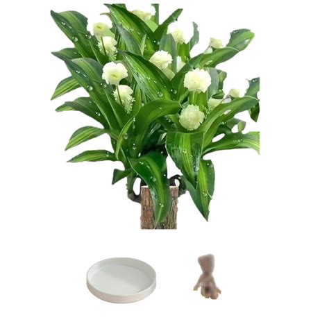 Amazon.com : Brazilian Wood，Brazilian Lucky Wood Desk，Brazilian Wood