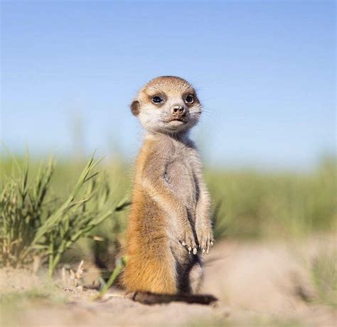 Who Needs A Cute Baby Meerkat To Brighten Up Their Day ©will Burrard