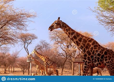 Wildafrikanische Tiere Mehrere Namibische Giraffen In Der Afrikanischen