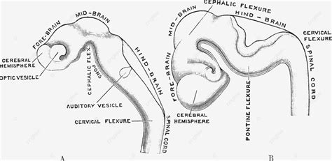 Desarrollo Del Cerebro Humano Ilustraci N Vintage Cerebro Grabado Negro