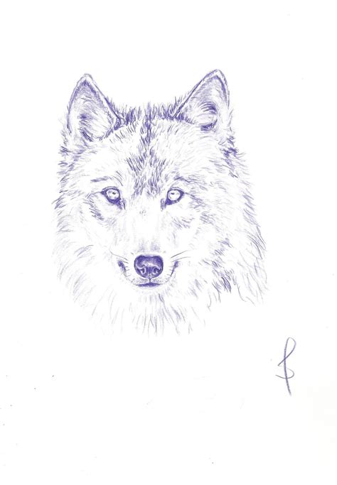 Pencil Drawing Wolf Poster Art Nature Wildlife Purple - Etsy