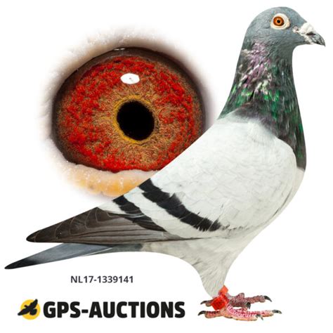 4 Golden Pigeons GPS Auctions