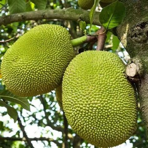 Vietnam Super Early Jackfruit Plant Garden And Outdoors