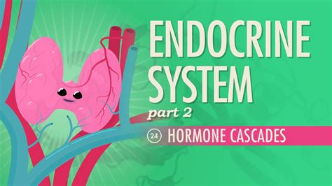 Endocrine System Part 2 Hormone Cascades Crash Course Anatomy And Physiology 24 Youtube