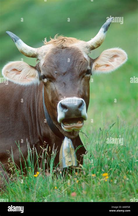 Brown Swiss Cattle Stock Photo - Alamy