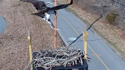 Building a new osprey nest at Middle Farms – Henry L. Ferguson Museum