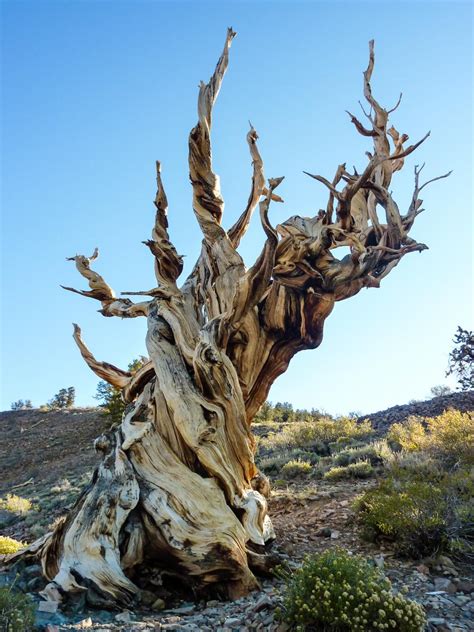 Methuselah The Bristlecone Pine Tree From California S White Mountains ...