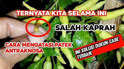 Solusi Terbaik Cara Atasi Hama Patek Lalat Buah Ternyata Selama Ini