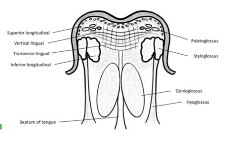 head and neck anatomy: muscles of the tongue Flashcards | Quizlet