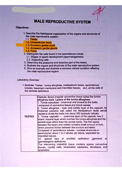 Solution Male Reproductive System Histology Studypool