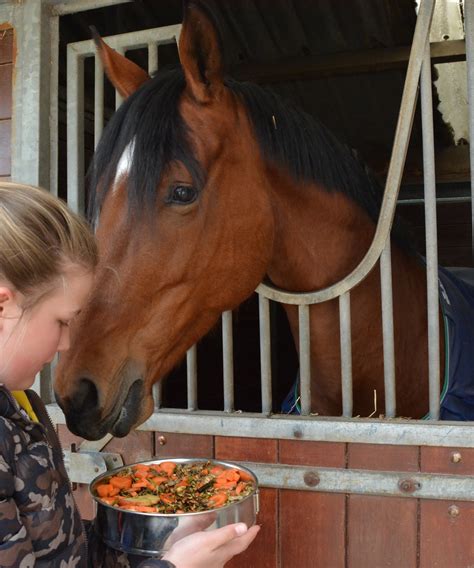 Richtlijnen Voeding Paardendokters