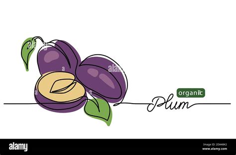 Plum vector illustration. One line drawing art illustration with ...